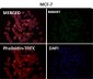 Anti-Tau MAPT Rabbit Monoclonal Antibody